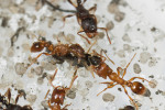 Smrtící útok dělnic mravence cizopasného (Strongylognathus testaceus; degenerovaného otrokáře – nejsou schopny se starat ani o královnu, ani o plod) na jiného parazitického mravence – královnu mravence bachratého (Anergates atratulus). Foto A. Purkart