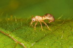 Sameček parazitického mravence bachratého (Anergates atratulus) je bezkřídlý, rodí se a umírá uvnitř mraveniště. Nemá typický mravenčí tvar těla a žije jen několik dní. Jeho jediným úkolem je spářit se se sesterskou samičkou uvnitř hnízda. Bezkřídlí samci se vyskytují i u některých jiných druhů, vzácných i hojných. Jedním z vysvětlení může být to, že sklerotizovaní a okřídlení samci jsou energeticky nákladní, což si mravenec bachratý nemůže dovolit. Foto V. Souralová