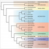 Fylogenetický strom štírků sestavený na základě práce L. R. Benavidese a kol. (2019), upraveno. Čeledi štírků, u nichž byla zatím zjištěna forézie, zvýrazněny. Nejčastěji jde o čeledi z nadčeledi Cheliferoidea – u jejich zástupců se vyvinuly i potřebné morfologické a behaviorální adaptace.