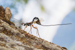 Samice štírka stromového (Dendrochernes cyrneus) na lumkovi velikém (Rhyssa persuasoria, blanokřídlí – Hymenoptera; blíže M. Červená a kol. 2019). Foto G. Kunz