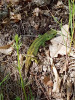 Plně zelený samec ještěrky obecné (Lacerta agilis) bez hnědých pásů a skvrn. Praha-Kunratice. Foto M. Čech