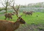 Boční pohled na typické a relativně jednoduché utváření paroží jelena bělohubého (Cervus albirostris). Foto P. Král