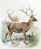 Tato kolorovaná litografie J. Smita byla dlouho jediným kvalitním  zobrazením jelena bělohubého (Cervus albirostris). Orig. R. Lydekker (1898)