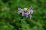 Kyčelnice cibulkonosná (Dentaria bulbifera), detail květenství s pacibulkami. Foto L. Šoltysová