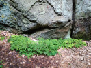 Velmi vzácně se objevuje v Prachovských skalách bukovník kapraďovitý (Gymnocarpium dryopteris). Největší porost se vyskytuje u paty skal na okruhu k Šikmé věži. Foto L. Šoltysová