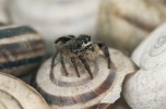 Skákavka křížová (Pellenes tripunctatus) z čeledi skákavkovití (Salticidae)  je typickým zástupcem pavouků vyhledávajících prázdné ulity k zimování. Foto J. Niedobová