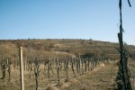 V prázdných schránkách suchozemských plžů přežívají zimu na viničních terasách u obce Morkůvky vzácné druhy pavouků. Foto J. Niedobová