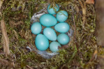 Dvě vejce kukačky obecné ve snůšce rehka zahradního. Finsko. Foto O. Mikulica