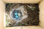 Kukaččí vejce v budce na jižní Moravě. Foto O. Mikulica