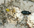 Kvapník plstnatý (Pseudoophonus rufipes) spotřebuje za den desítky nažek pampelišky (Taraxacum). Skutečná velikost brouka je 18 mm. Foto J. Kohoutová
