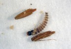 Larva kvapníka A. montivaga dokáže zničit téměř stejně velké nažky pampelišky, na které se specializuje. Larva prvního instaru má délku 5 mm. Foto P. Saska