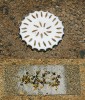 Metody studia predace semen:  plastelínová návnada a na ní nažky pampelišky (nahoře); kartička se zničenými semeny brukve řepky olejky (Brassica napus subsp. napus) – práce střevlíkovitých predátorů semen (dole). Foto P. Saska