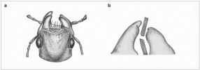 Střevlíci rodu Licinus se na plže úzce specializovali, což dokládá jejich  schopnost určitým způsobem lámat ulity. Mohutnými tupými kusadly (a) vylamují žlábek pod švem ulity (obr. 5b) a po kouskách ji odlamují pákovitým pohybem kusadel (b). Orig. V. Horsáková, podle: P. Brandmayr a T. Z. Brandmayr (1986)