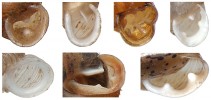Morfologická rozmanitost „vyzbrojení“ ústí ulity našich plžů (zpevnění ústí a zoubky nebo lamely). Zleva doprava a shora dolů: zrnovka trojzubá (Pupilla triplicata), soudkovka žebernatá (Sphyradium doliolum), vrkoč mnohozubý  (Vertigo antivertigo), trojzubka stepní (Chondrula tridens), údolníček žebernatý (Vallonia costata), zuboústka trojzubá (Isognomostoma isognomostomos) a dvojzubka lužní (Perforatella bidentata). Skutečná velikost jednotlivých  obrázků si poměrem neodpovídá, kolísá  od desetin milimetru (Pupilla, Vertigo, Vallonia) přes asi 1 mm (Sphyradium)  až po několik milimetrů (ostatní). Foto M. Horsák