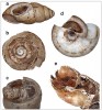 Ukázky námi zaznamenaných dokladů predace. Poškození způsobené plžem na ulitě oblovky lesklé (Cochlicopa lubrica, a); ulita vrásenky okrouhlé (Discus rotundatus) poškozená střevlíkem (b); pupárium vláhomilky Pherbellia limbata v ulitě dospělé žitovky obilné (Granaria frumentum, c; ulita byla při výzkumu manuálně rozlomena); ulita suchomilky obecné (Xerolenta obvia) poškozená  ptákem (d) a svlečka larvy brouka rodu Drilus v ulitě vřetenatky obecné (Alinda biplicata, e; ulita manuálně otevřena). Foto M. Horsák