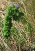 Hadinec obecný (Echium vulgare) s hálkou vlnovníka hadincového (Aceria echii) na vegetačním vrcholu (velká hálka typu akrocecidia vegetačního vrcholu – terminální akrocecidium).  Bzenec-Přívoz, Váté písky (21. srpna 2010). Foto S. Krejčík