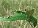 Akrocecidia (hálky na okraji nebo vrcholu rostlinného orgánu) vlnovníka zkráceného (Aculus truncatus)  na listech vrby nachové (Salix purpurea). Lanžhot (21. září 2009). Foto H. Šefrová