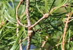 Pleurocecidia osy působená  hálčivcem borovým (Trisetacus pini) na borovici lesní (Pinus sylvestris).  Anglie, Sussex, Ambersham Common  (2. dubna 2015). Foto G. White,  Wikimedia Commons, v souladu  s podmínkami použití