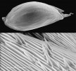 Snímky z rastrovacího elektronového mikroskopu dokládají, že povrch obilky (resp. pluchy a plušky) je u tomky alpské opatřen háčkovitými chlupy, které u ostatních druhů chybějí. Foto J. Machač