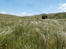 Step v pohoří Askion s kvetoucími kavyly (Stipa spp.) na začátku června. Foto M. Konvička