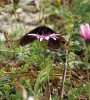 Při sání nektaru na škardě červené (Crepis rubra). Foto A. Bartoňová