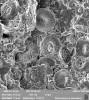 Příklad vzhledu kokolitů – knoflíkovi­tých vápnitých tělísek původně obalujících buňky mikroskopických řas. Kokolity rodů Reticulofenestra, Cyclicargolithus, Pontosphaera a druhu Coccolithus pelagicus v jílovci ze starších třetihor (stáří okolo 30 milionů let). Křepice u Hustopečí na Moravě. Foto O. Pour, snímek ze skenovacího elektronového mikroskopu 