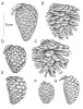 Šišky vnitrodruhových taxonů  borovice zhuštěné: A až C – P. d. subsp. tibetica; D, E – P. d. subsp. densata;  F, G – P. d. var. pygmaea.  Orig. L. Businská, převzato z publikace R. Businského (2008a), upraveno