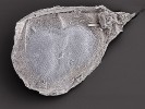 Ochranná schránka vajíček (efipium) perloočky ze skupiny Daphnia longispina. Stará jímka, asi 11 500 let př. n. l. Délka 670 μm. Foto D. Vondrák a P. J. Juračka