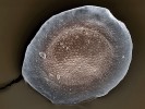 Klidové rezistentní stadium buněk (statoblast), z nichž v příznivých podmínkách vypučí noví jedinci mechovce rodu Plumatella. Bývalé Komořanské jezero, asi 13 tisíc let př. n. l. Délka 300 μm. Foto D. Vondrák a P. J. Juračka