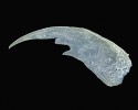 Kusadlo dravé bentické larvy střechatky rodu Sialis. Stará jímka, asi 9 450 let př. n. l. Délka 840 μm. Foto D. Vondrák a P. J. Juračka