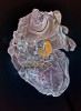 Pohled zespodu na téměř kompletně zachovalého roztoče pancířníka (Oribatida) nalezeného v sedimentech zazemněného jezera Stará jímka, stáří asi 9 450 let před naším letopočtem. Délka objektu 400 μm. Foto D. Vondrák a P. J. Juračka