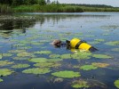 Hledání rákosníčka Macro­plea appendiculata v Břehyňském rybníku v národní přírodní rezervaci Břehyně – Pecopala na Dokesku za pomoci potápěčské techniky. Foto R. Mlejnek