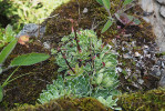 Lomikámen vždyživý (Saxifraga paniculata) v přírodní památce Šumárník v Hrubém Jeseníku (blíže viz obr. 1). Foto R. Hédl