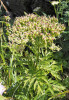 Mázdřinec rakouský (Pleurospermum austriacum) stejně jako lomikámen vždyživý (Saxifraga paniculata, viz obr. 8) jsou typické příklady bazifilních druhů, u nás poměrně vzácně rostoucích v teplých pahorkatinách a pak právě ve vyšších horských polohách včetně sudetských karů.  Foto R. Hédl