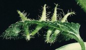 Hálky bejlomorky Dasineura corniculata na listu hluchavky skvrnité (Lamium maculatum). Kolinec u Sušice v létě 1970. Foto V. Skuhravý a M. Skuhravá