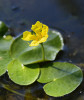 Plavínu štítnatý (Nymphoides peltata) se stopkatými zlatožlutými květy. Foto A. Nováková