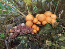 Plodnice šupinovky nádherné (Gymnopilus junonius, vpravo) a helmovky krvonohé (Mycena haematopus) na pařezu dubu na hrázi Černiše. Foto A. Nováková