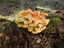 Výrazné plodnice sírovce žluto - oranžového (Laetiporus sulphureus) se vyskytují na kmenech nebo pařezech dubů i jiných listnáčů. Foto A. Nováková