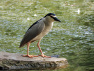 Kvakoš noční (Nycticorax nycticorax) při lovu. Velký vávrovský rybník. Foto A. Nováková