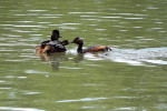 Mládě potápky černokrké (Podiceps nigricollis) se veze na zádech jednoho z rodičů, zatímco druhý jej krmí. Foto A. Nováková
