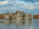 Stromy na ostrůvku Nového vrbenského rybníka jsou obarvené na bílo trusem kormoránů velkých (Phalacrocorax carbo). Foto A. Nováková