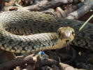 Užovka obojková (Natrix natrix) se často objevuje na hrázích rybníků. Foto A. Nováková