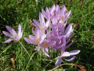 Květy ocúnu jesenního (Colchicum autumnale) se objevují v září na bezkolencové louce. Foto A. Nováková