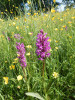 Jarní aspekt bezkolencové louky – rozkvetlé pryskyřníky (Ranunculus sp.) a prstnatec májový (Dactylorhiza majalis). Foto A. Nováková