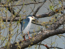 Kvakoš noční (Nycticora nycticorax) u nás hnízdní hlavně na jižní Moravě, ale i v ptačí oblasti Českobudějovické rybníky. PR Vrbenské rybníky. Foto A. Nováková