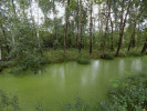 Tůň podél turistické cesty k Novému vrbenskému rybníku zarůstá v průběhu léta okřehkem menším (Lemna minor). Foto A. Nováková