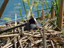 Lyska černá (Fulica atra) hnízdící nedaleko břehu na Novém vrbenském rybníku. Foto A. Nováková