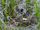 Hnízdící potápka černokrká (Podiceps nigricollis). Populace tohoto druhu jsou v České republice značně na ústupu. Přírodní rezervace Vrbenské rybníky. Foto A. Nováková