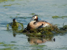 Hnízdící pár potápky roháče (Podiceps cristatus). Foto A. Nováková