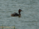 Potápka roháč (Podiceps cristatus) s mláďaty. Foto A. Nováková